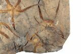 Slab With Multiple, Large Brittle Star Fossils - Morocco #196747-2